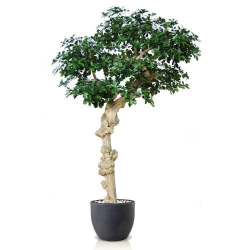 Planta semi-artificiala Ila, Buxifolia Nidra Green - 250 cm